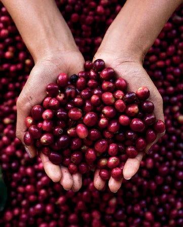 Mott Coffee - Speciality Coffee