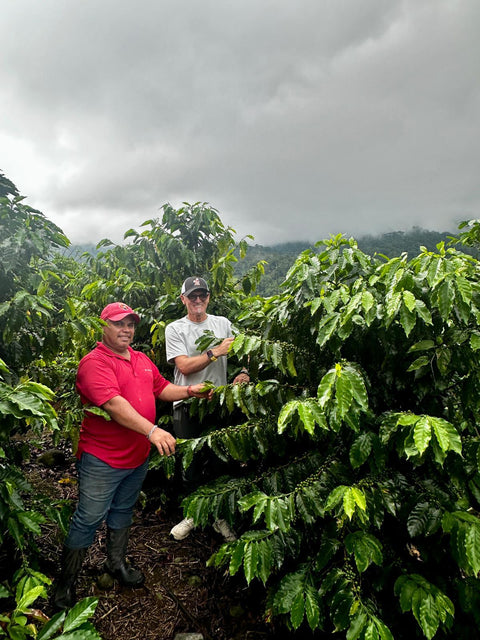Polska Plantacja Kawy: Historia Sukcesu Marka Wałka i Mott Coffee